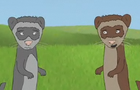 Ferrets