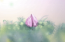 Blume