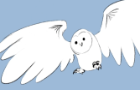 Barn owl